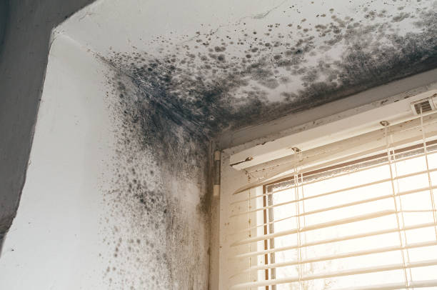 Affordable Basement Mold Removal solutions in Cambridge, MN